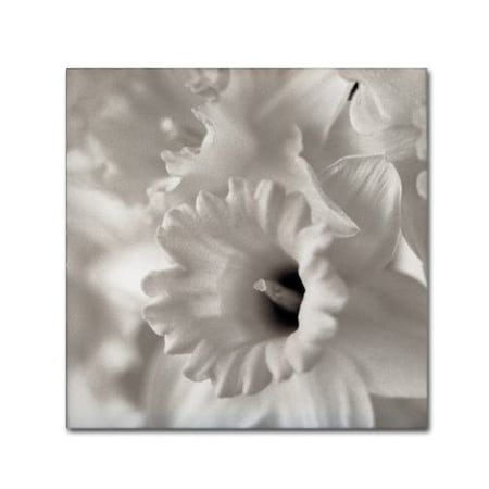 Alan Blaustein 'Florison 45' Canvas Art,14x14